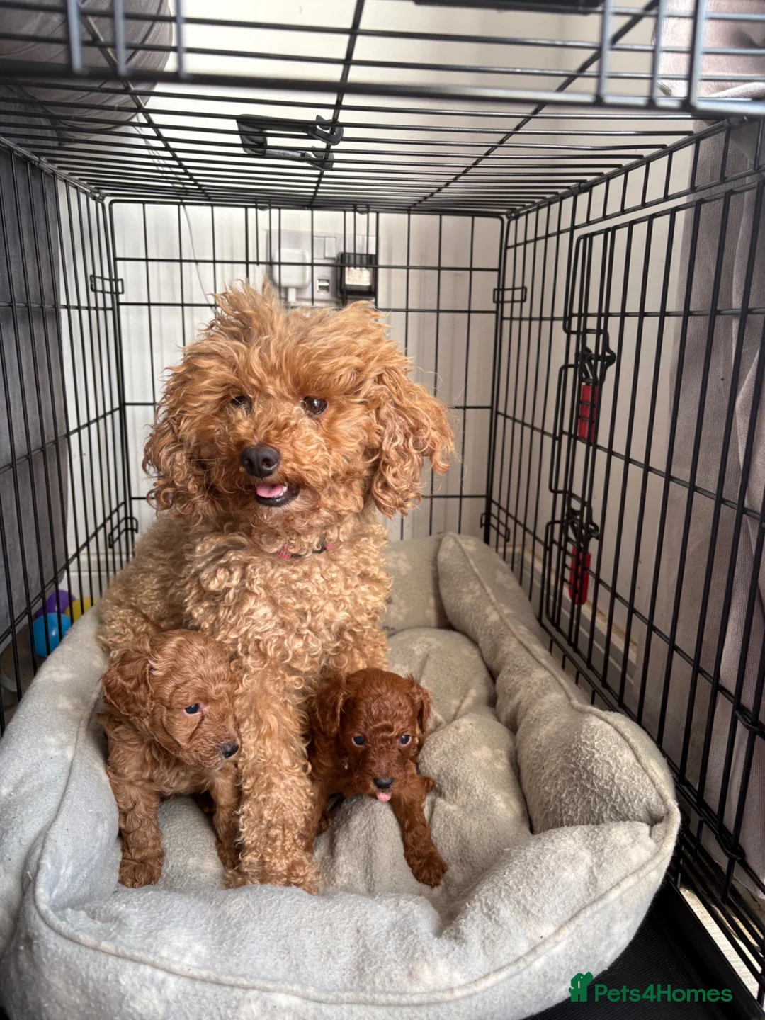 Toy Poodle dogs for sale: Red toy poodles ❤️ - Advert 6