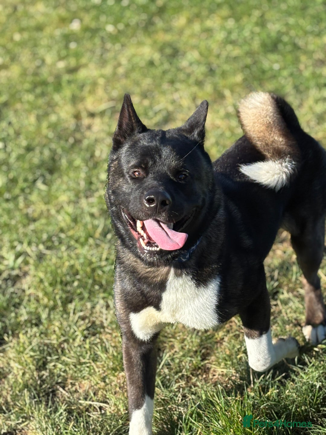 Akita dogs for sale: American Akita needs rehoming - Advert 3
