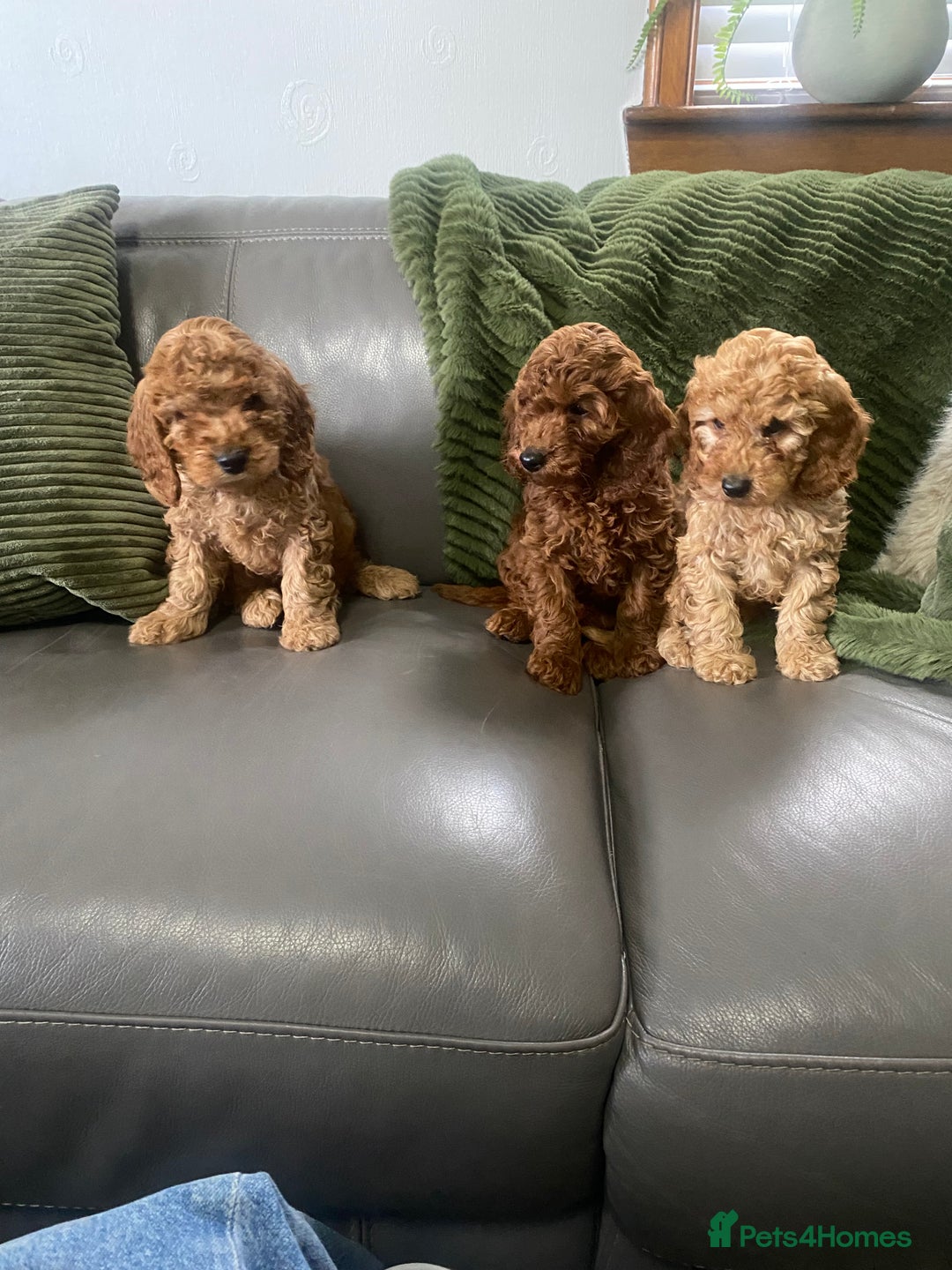 Cockapoo dogs for sale: Cockatoo puppies - Advert 2