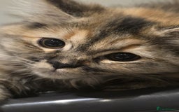 Persian cats for sale: Persian Dollface Kittens  - Image 3