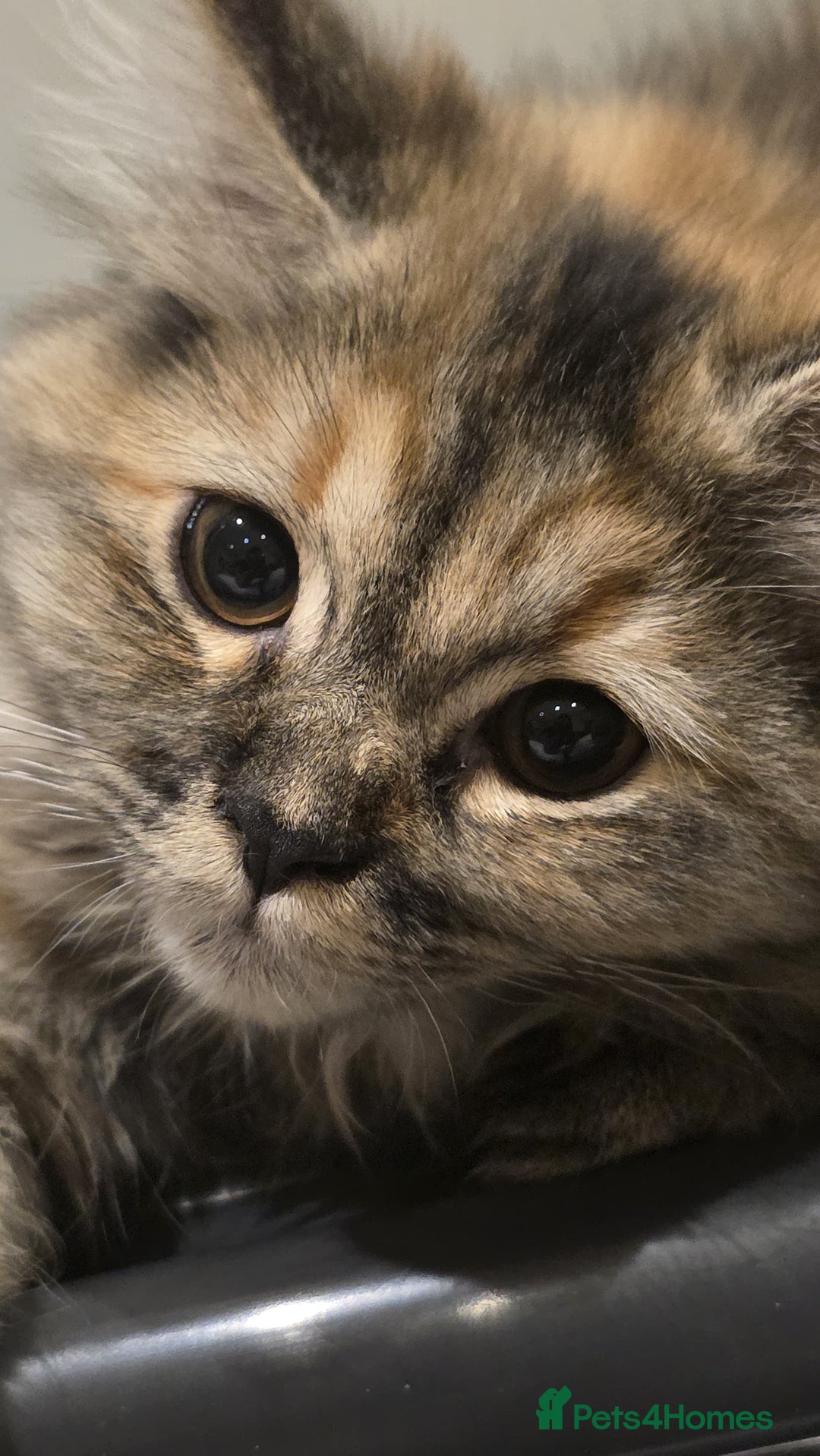 Persian cats for sale: Persian Dollface Kittens  - Image 3