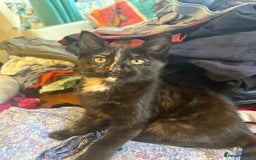 Mixed Breed cats for sale: 4 stunning kittens looking for their forever home. - Image 37