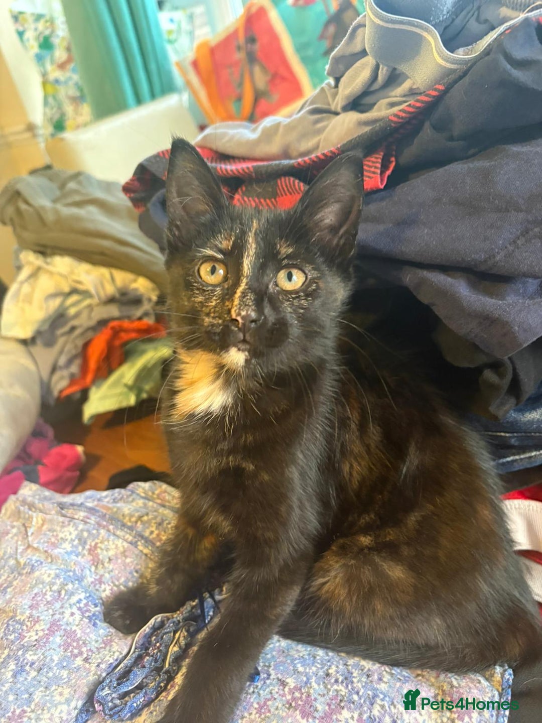 Mixed Breed cats for sale: 4 stunning kittens looking for their forever home. - Image 37