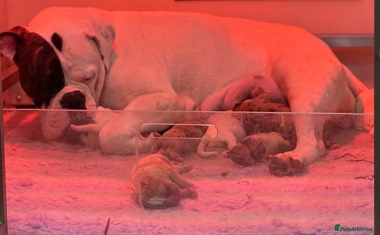 Olde English Bulldogge dogs - Advert 1