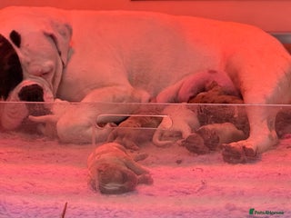 Olde English Bulldogge dogs - Advert 5