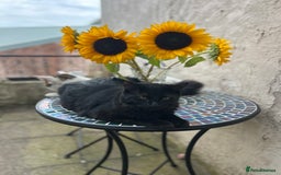 Mixed Breed cats for sale: Beautiful healthy kittens 1x Male and 2x female  - Image 6