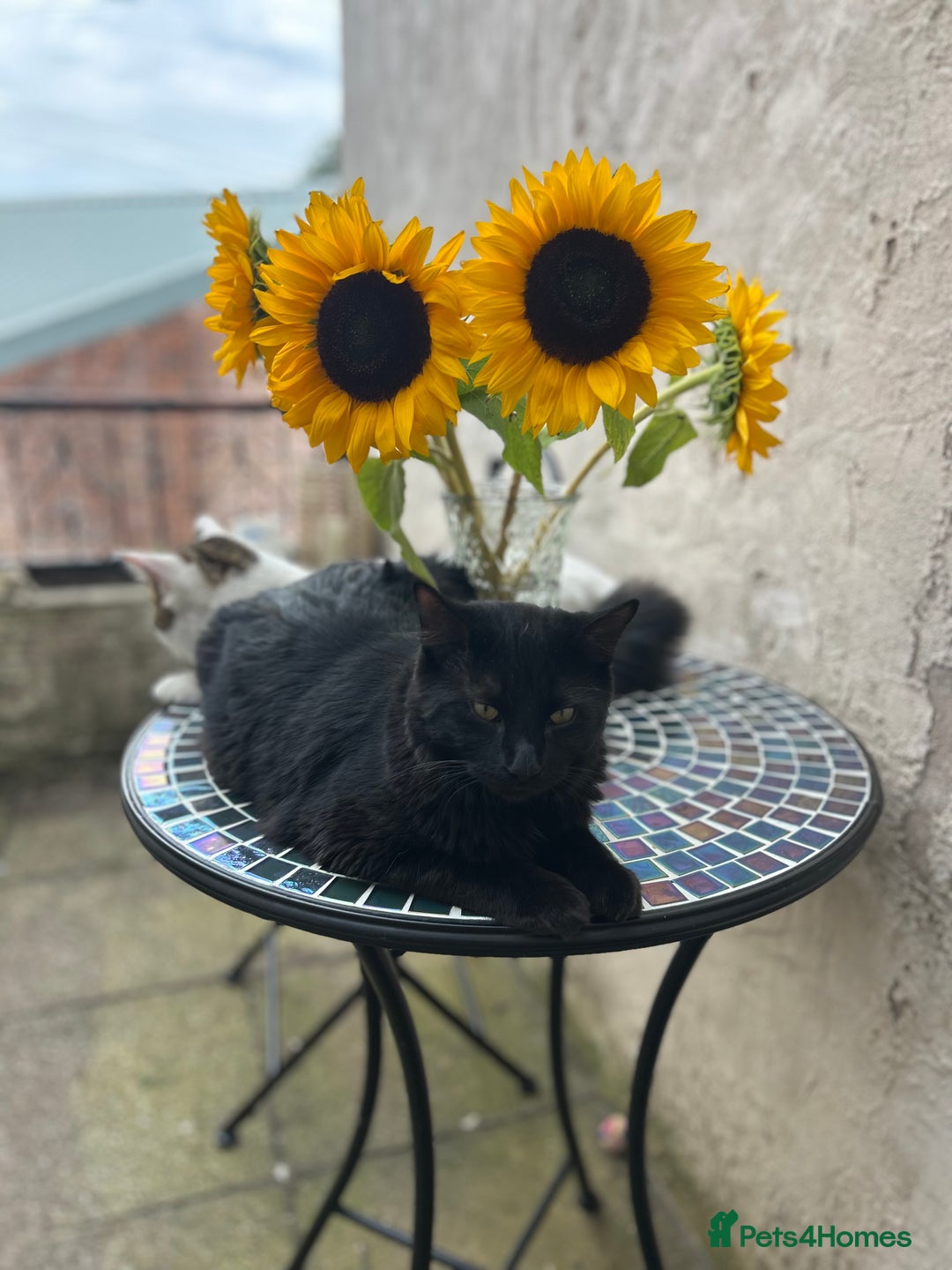 Mixed Breed cats for sale: Beautiful healthy kittens 1x Male and 2x female  - Image 6