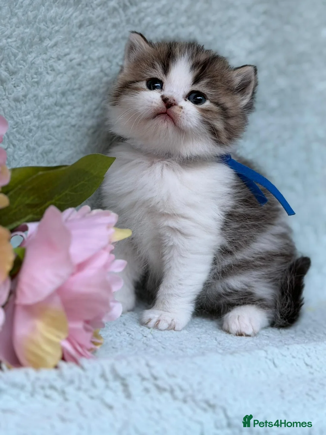 British Longhair cats for sale: BLH Adorable unique kittens TICA in Barnsley - Advert 1