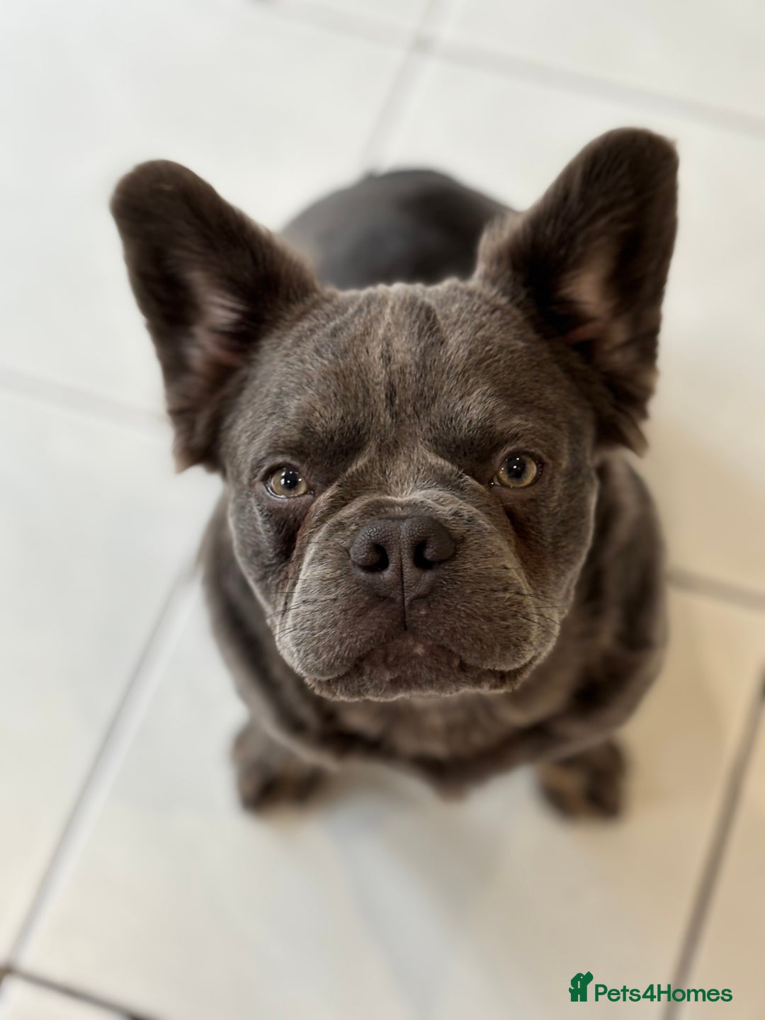 French Bulldog dogs for sale: Blue fluffy frenchie - Advert 3