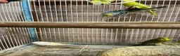 Budgerigars birds for sale: Budgies  - Advert 4