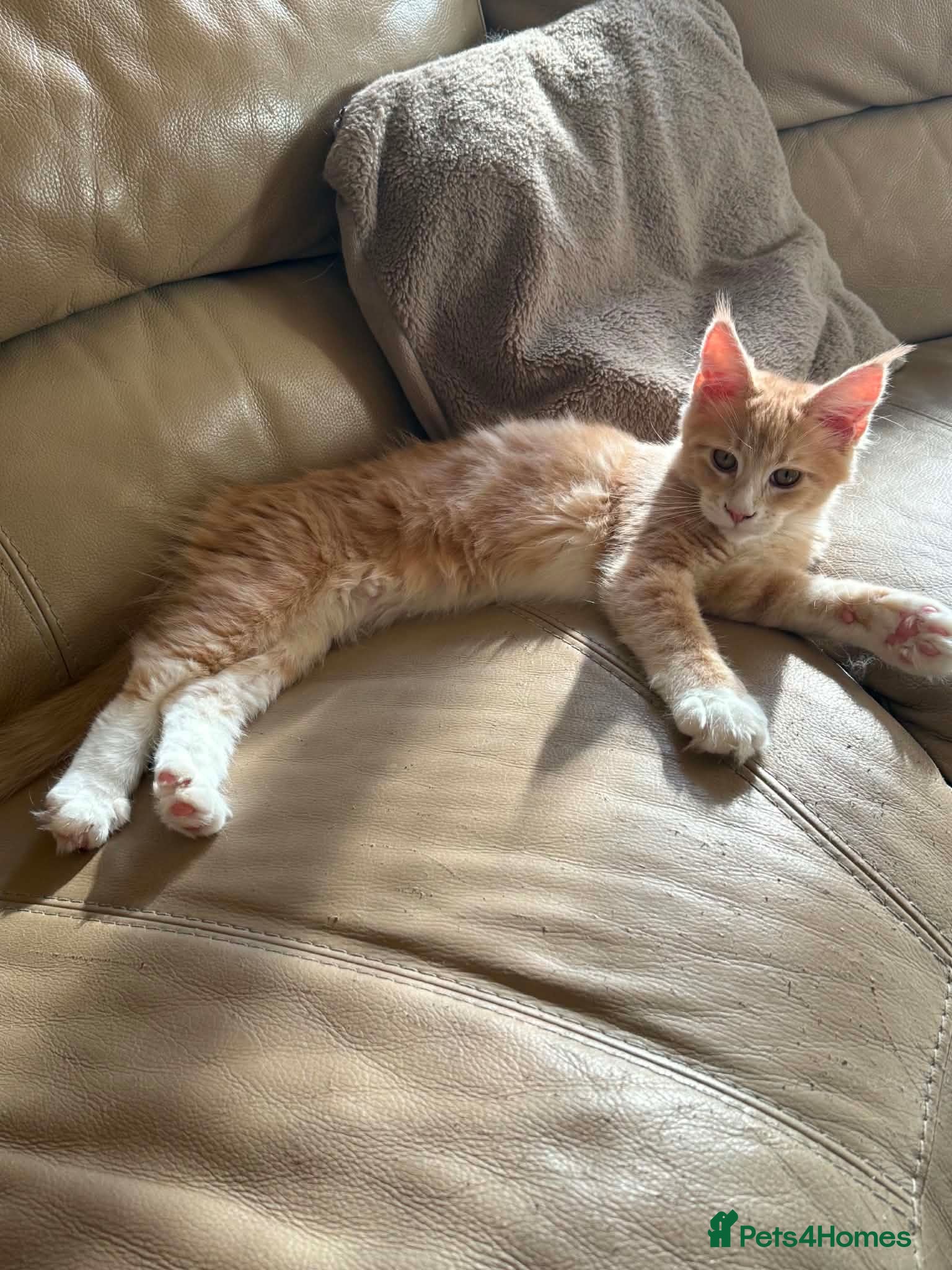Maine Coon cats Ready Now Large Pedigree TICA Maine Coon Kittens - Advert 14