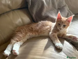Maine Coon cats Ready Now Large Pedigree TICA Maine Coon Kittens - Advert 14