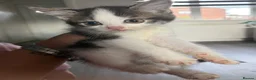 Mixed Breed cats for sale: Kittens for sale  - Advert 8