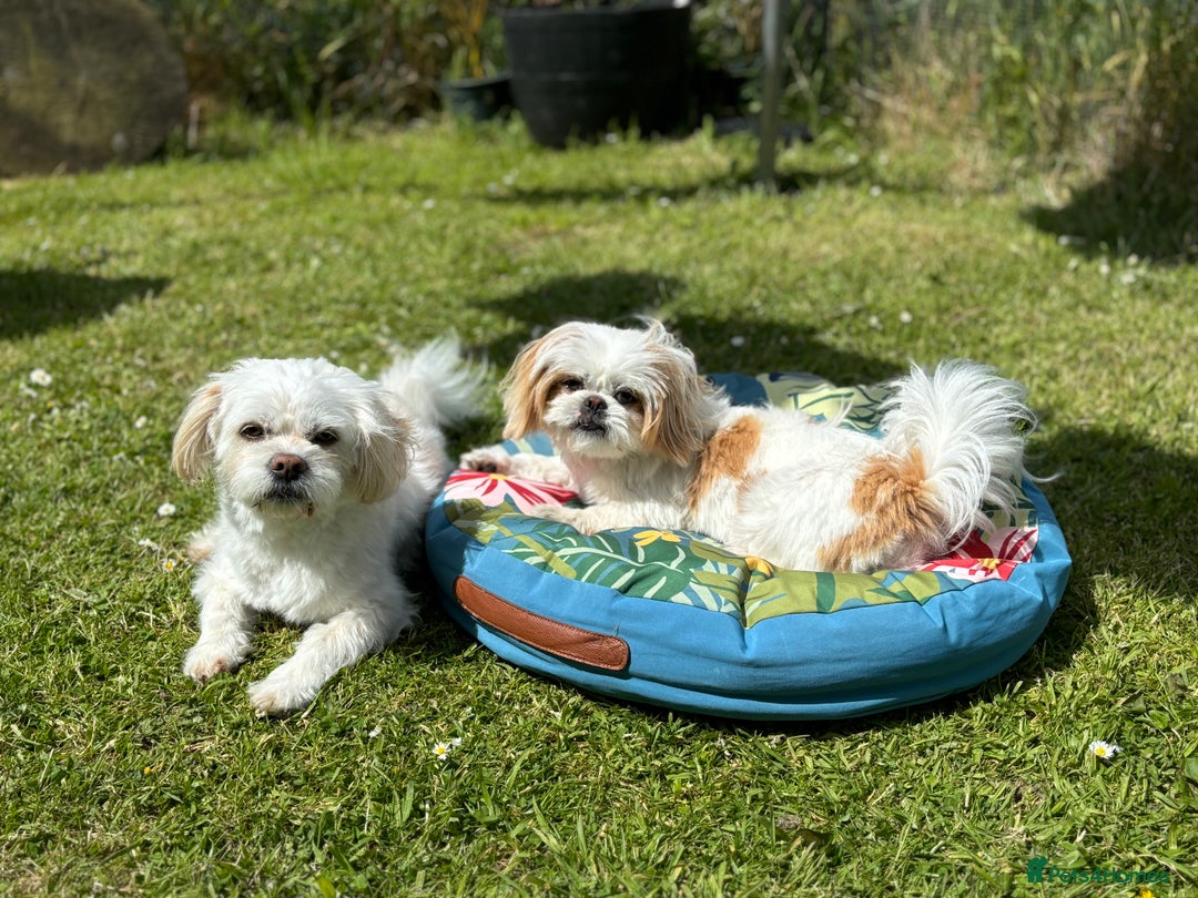 Malshi dogs for sale: 🐶 Adorable Maltese–Shih Tzu Puppies for Sale - Advert 4