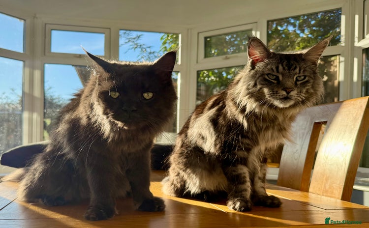Maine Coon cats - Advert 1