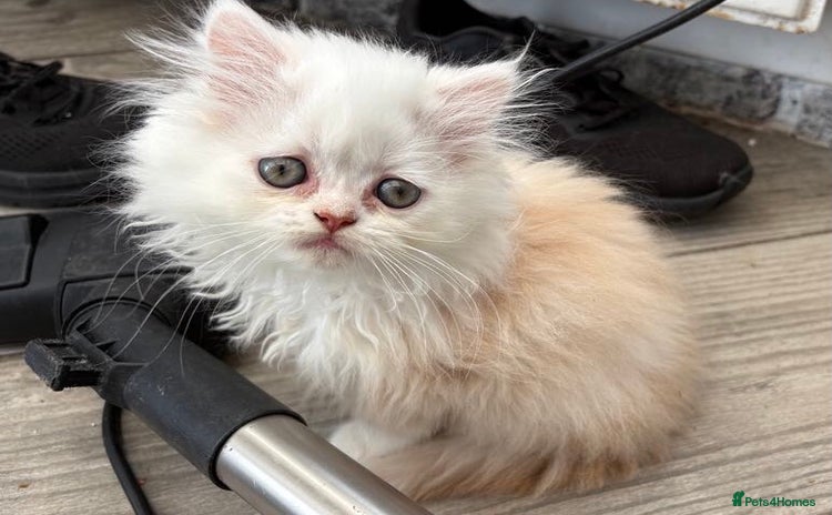 Persian cats - Advert 4