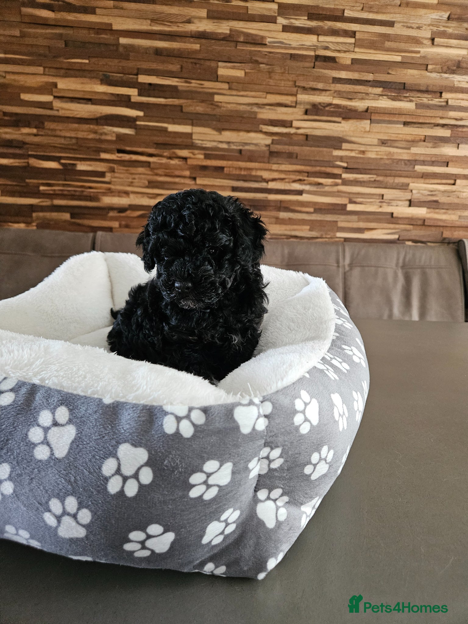 Toy Poodle dogs Premium Toy Poodle Puppies - Advert 15
