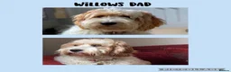 Australian Labradoodle dogs for sale: Fully health tested Australian Labradoodle puppies - Advert 4