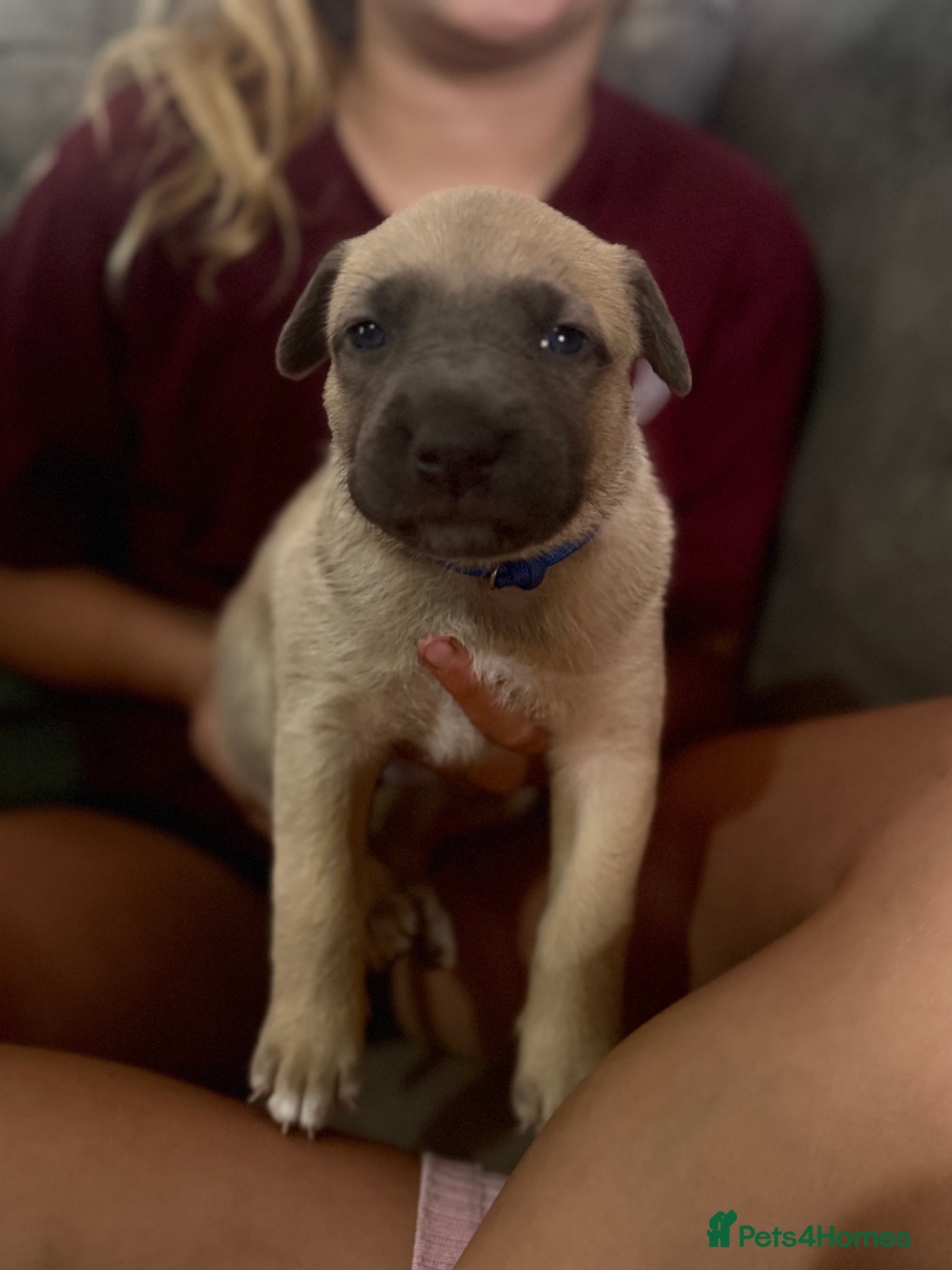 Mixed Breed dogs German shepherd x American bully puppy’s  - Advert 2