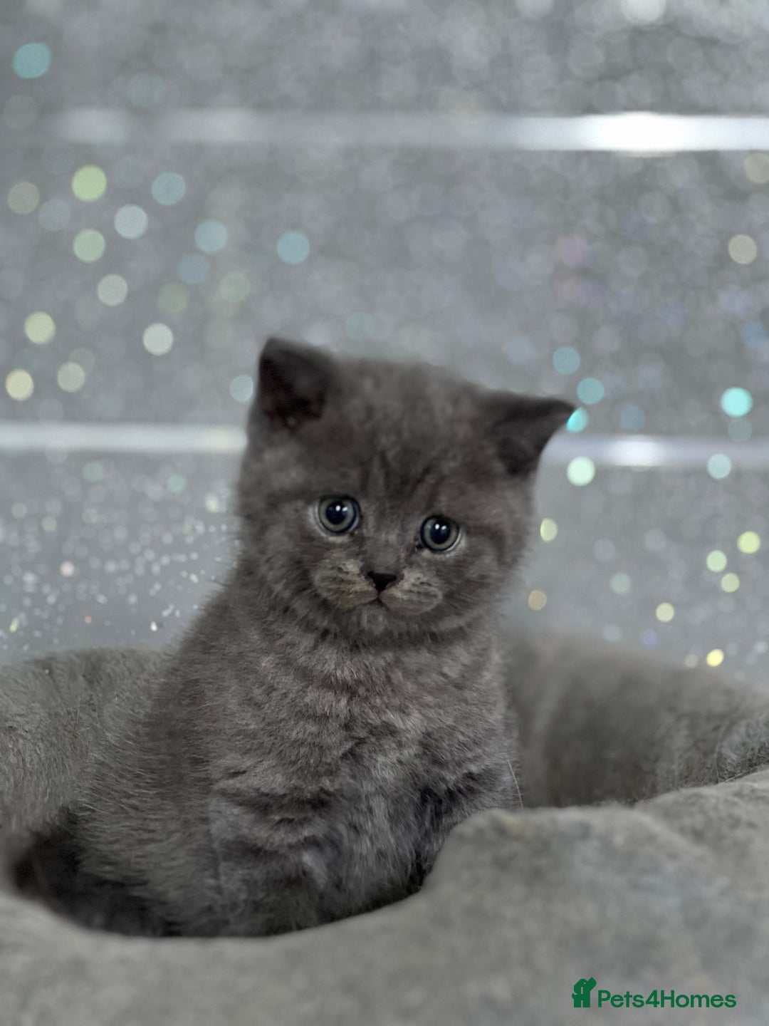 British Shorthair cats for sale: Stunning fluffy British short haired kittens  - Image 12