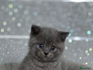 British Shorthair cats - Advert 13