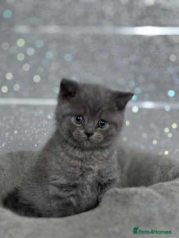 British Shorthair cats - Advert 15