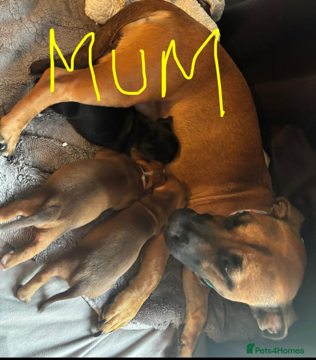 Mixed Breed dogs for sale: Puppies  - Image 20