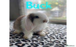 Mini Lop rabbits for sale: Pure breed mini lops male and female  - Image 1