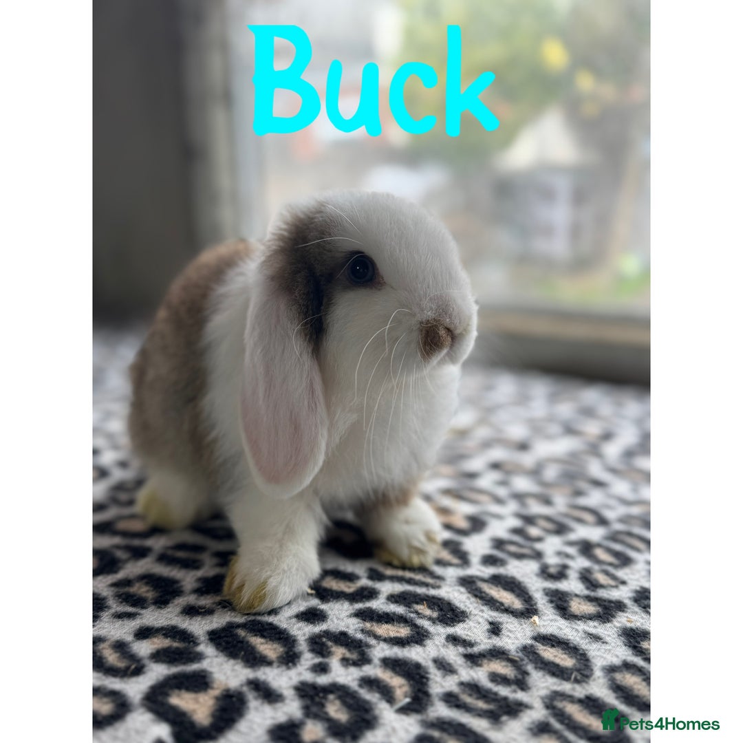 Mini Lop rabbits for sale: Pure breed mini lops male and female  - Image 1