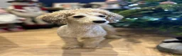Mixed Breed dogs for sale: Miniature Poodle puppies available  - Advert 32