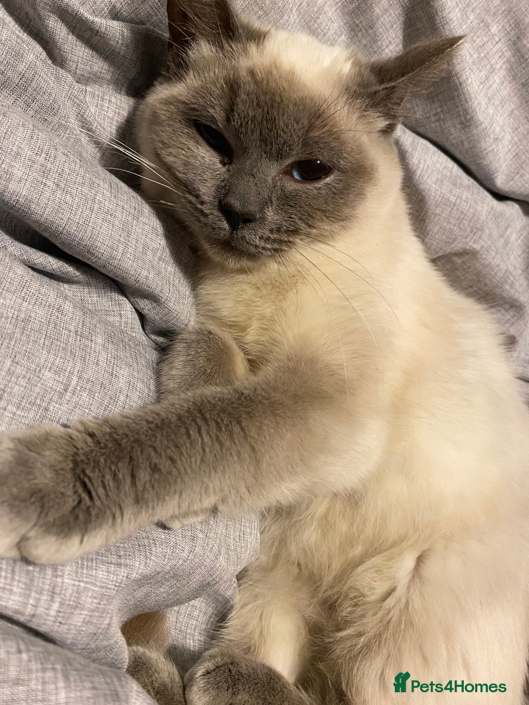 British Shorthair cats for sale: Rag doll cross breads  - Image 10