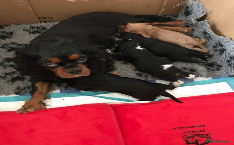 Cavalier King Charles Spaniel dogs - Advert 4