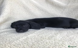 Dachshund dogs for sale: Dachshund puppies  - Image 20