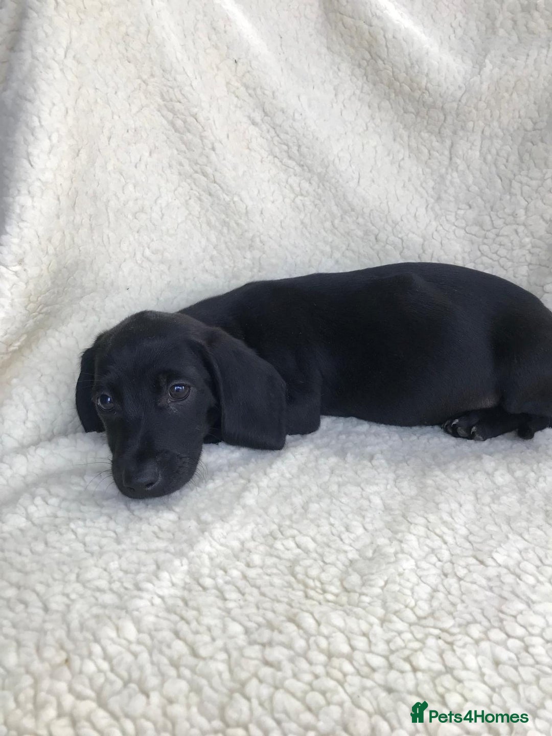 Dachshund dogs for sale: Dachshund puppies  - Image 20