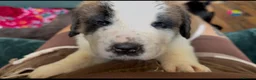 Saint Bernard dogs for sale: Exceptional St Bernard Puppies - Advert 31