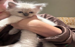Ragdoll cats for sale: Adorable Ragdoll X Snow Bengal Kittens - Advert 20