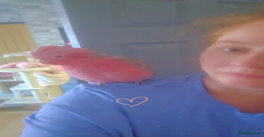 Parrots birds Beautiful parrot for sale  - Advert 6