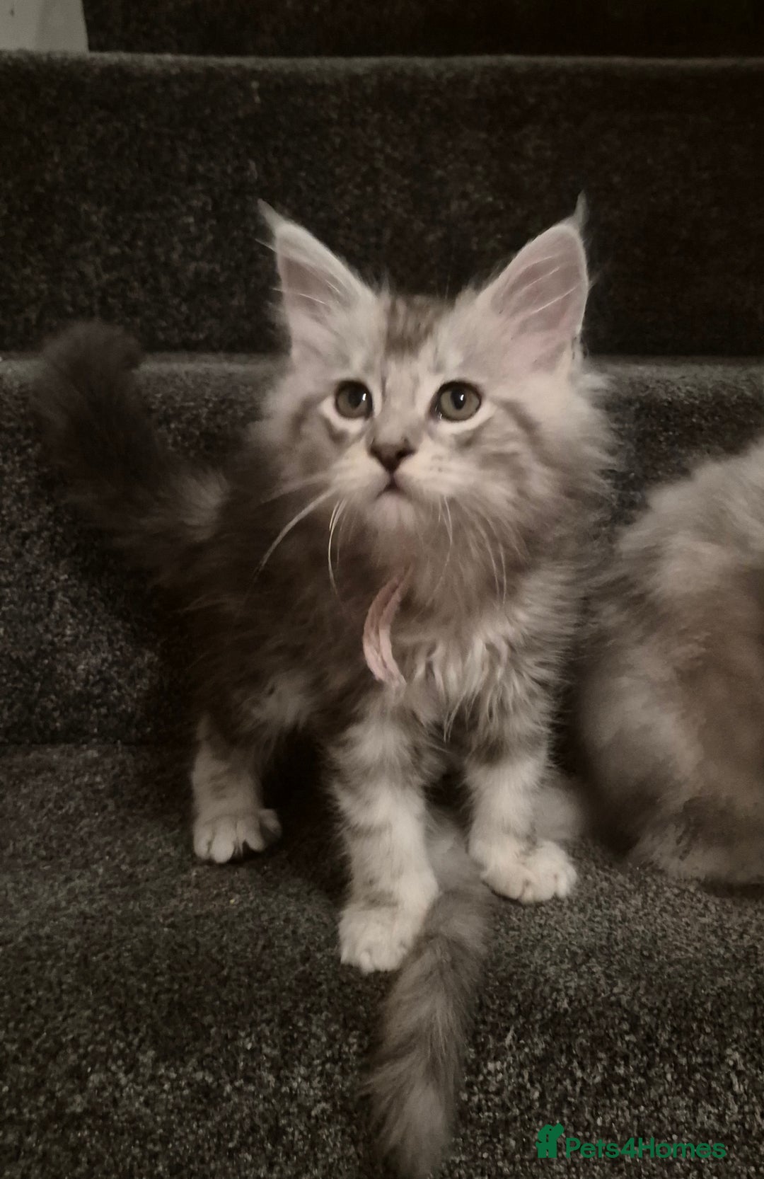 Maine Coon cats for sale: Maine Coon kittens - Advert 39