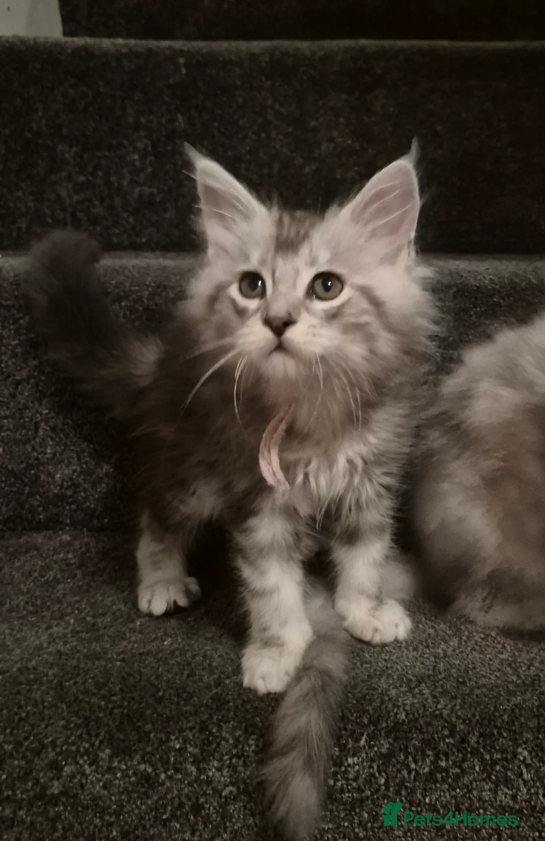 Maine Coon cats for sale: Tica registered Maine Coon kittens - Advert 39