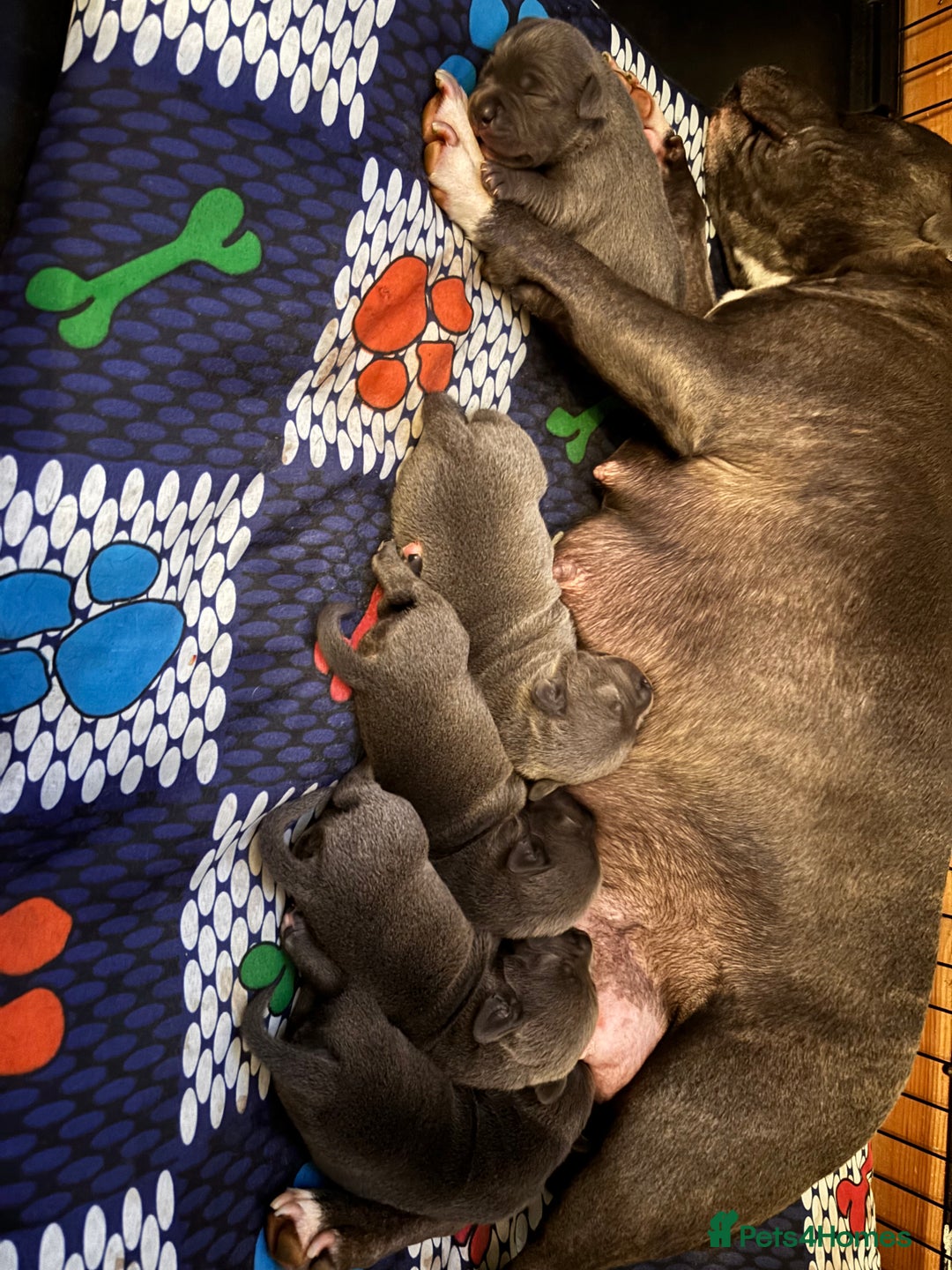 Staffordshire Bull Terrier dogs for sale: Blue staffy pups - Image 4