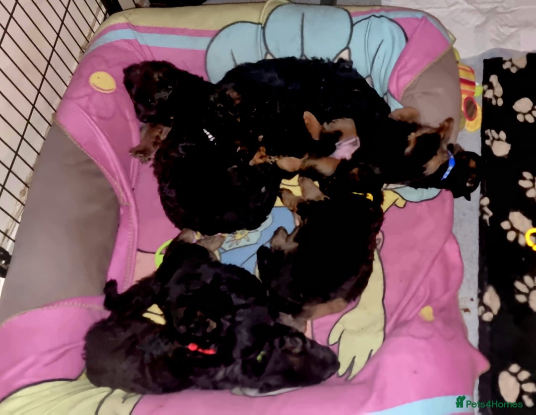 German Shepherd dogs for sale: German Shepherd puppies RKC registered  - Advert 3