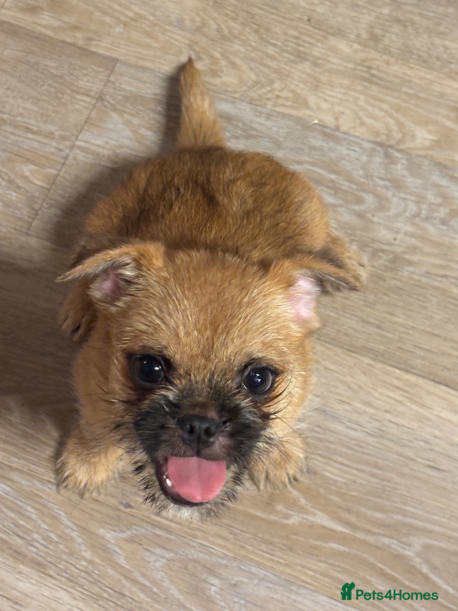 Mixed Breed dogs The last one left,adorable rare small mixed breeds - Advert 2