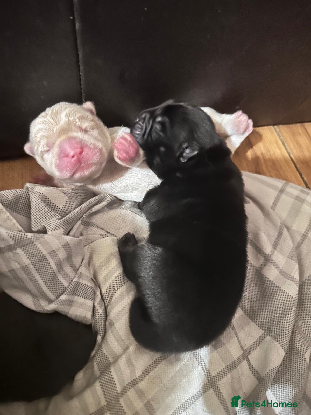 Chow Chow dogs for sale: Lilac Platinum Chow Chow Puppy KC Reg - Advert 9