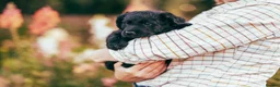 Labradoodle dogs for sale: Ready now! F2 Miniature double doodles - Advert 3