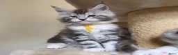 Maine Coon cats for sale: Outstanding Quality shaded line Boys - Advert 5
