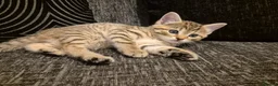 Mixed Breed cats for sale: 2 beautiful kittens for sale! - Advert 10
