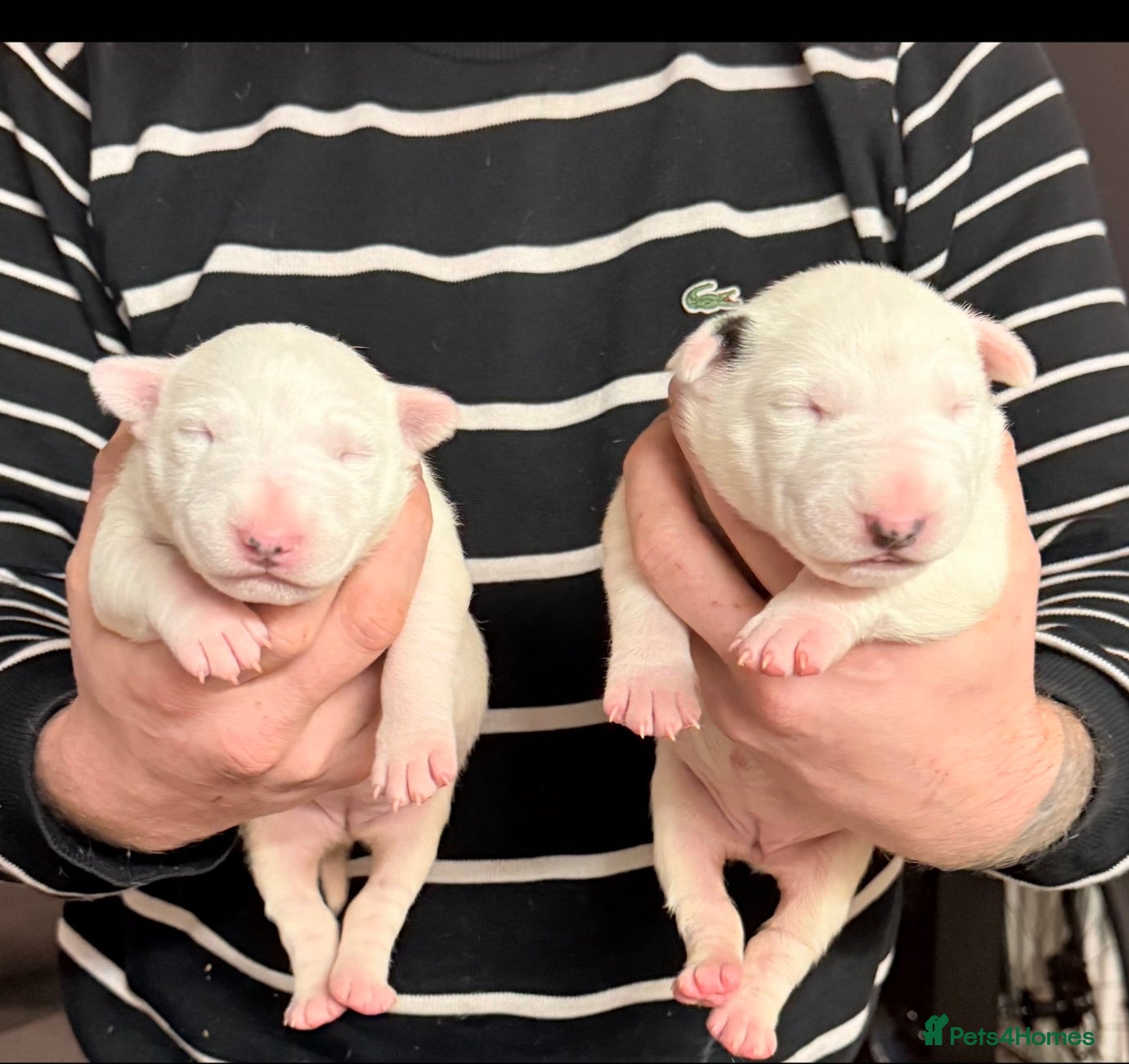 English Bull Terrier dogs 2 female english bull terrier puppies  - Advert 1