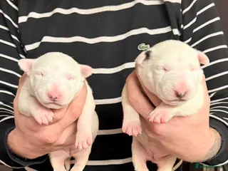 English Bull Terrier dogs 2 female english bull terrier puppies - Advert 1