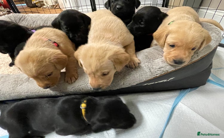 Labrador Retriever dogs - Advert 1
