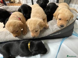 Labrador Retriever dogs - Advert 2